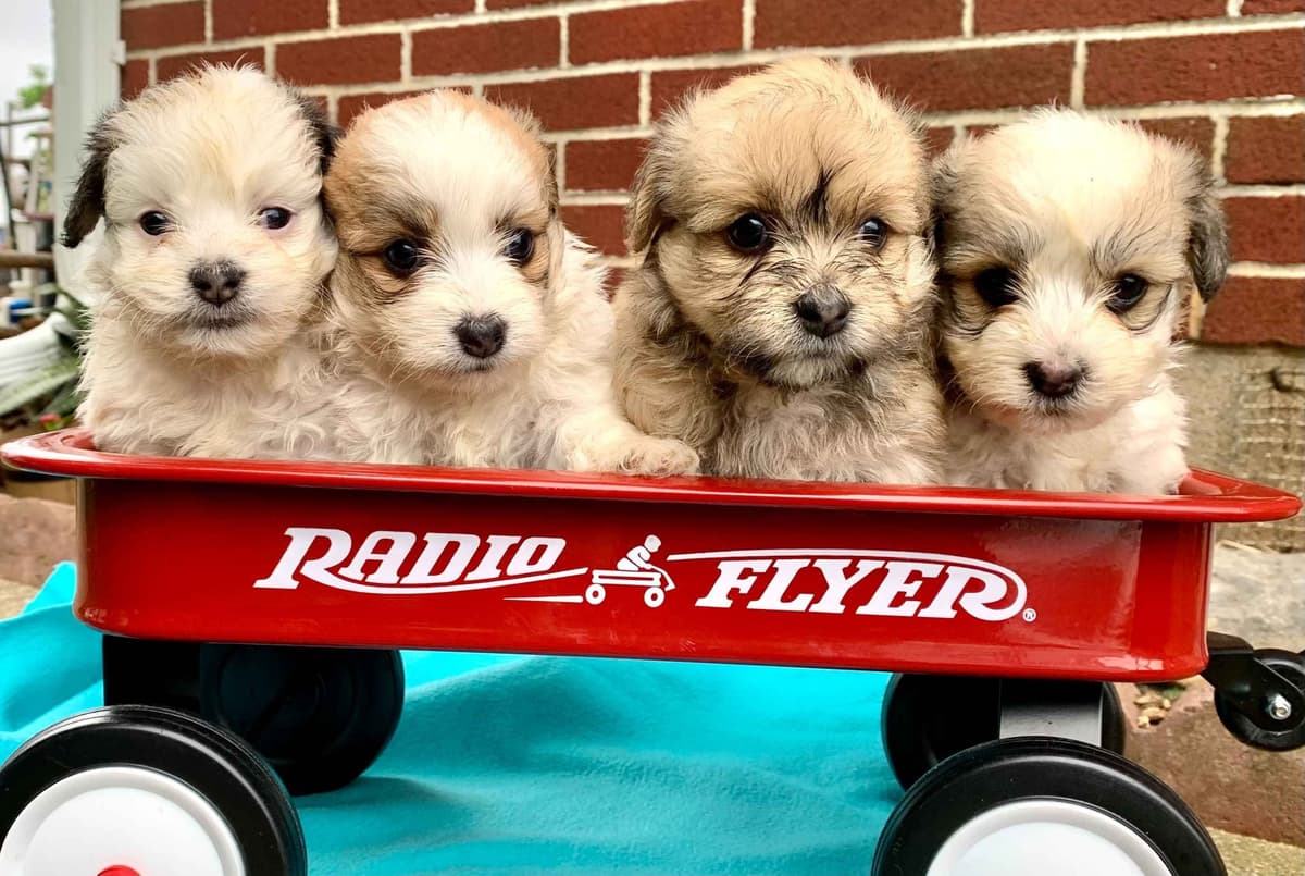 Beautiful❤️🐾Havanese Puppies🐾Call 717-824-1336 breeder image 28