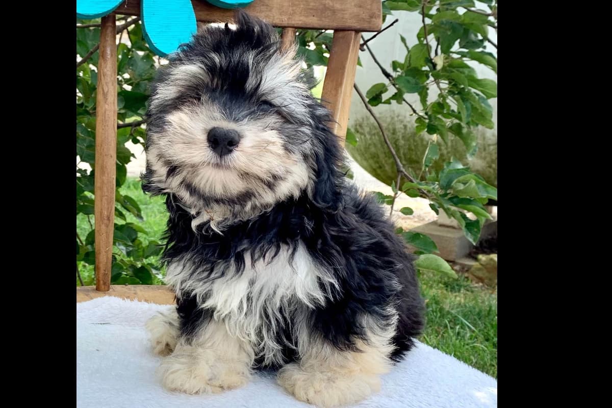 Beautiful❤️🐾Havanese Puppies🐾Call 717-824-1336 breeder image 29