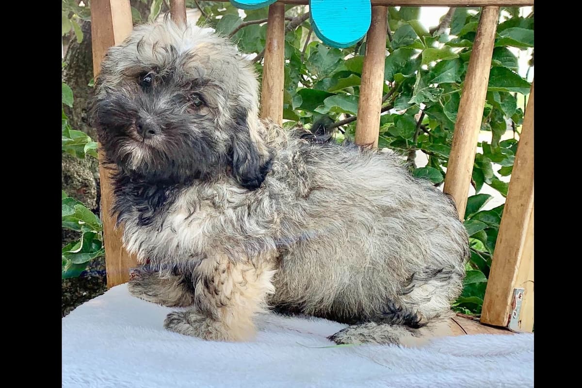 Beautiful❤️🐾Havanese Puppies🐾Call 717-824-1336 breeder image 27