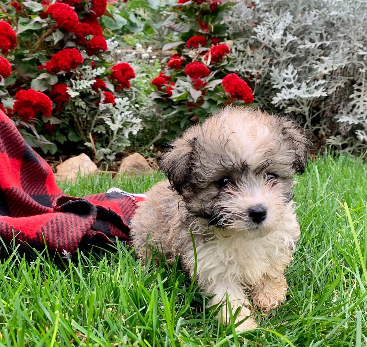 Beautiful❤️🐾Havanese Puppies🐾Call 717-824-1336 breeder image 31
