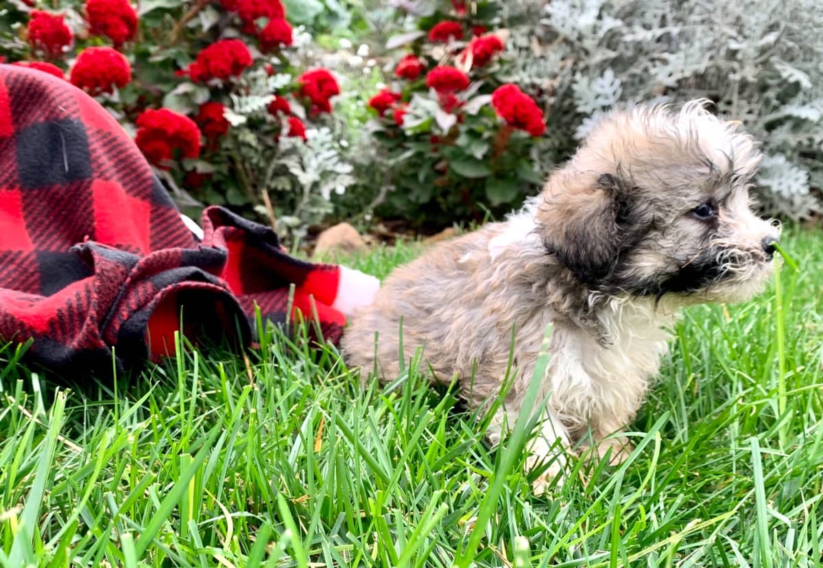 Beautiful❤️🐾Havanese Puppies🐾Call 717-824-1336 breeder image 35