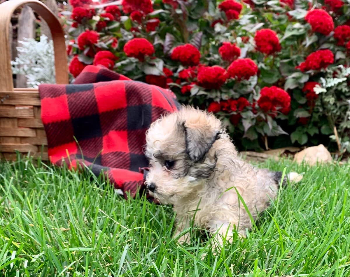 Beautiful❤️🐾Havanese Puppies🐾Call 717-824-1336 breeder image 34