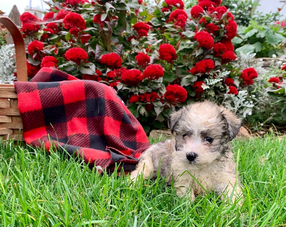 Beautiful❤️🐾Havanese Puppies🐾Call 717-824-1336 breeder image 36