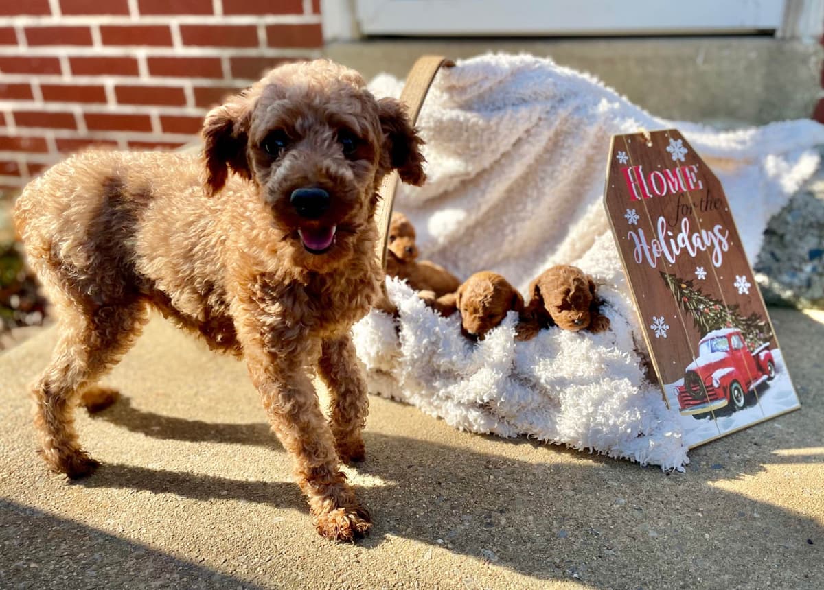 Beautiful❤️🐾Havanese Puppies🐾Call 717-824-1336 breeder image 38