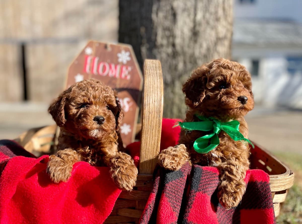 Beautiful❤️🐾Havanese Puppies🐾Call 717-824-1336 breeder image 1