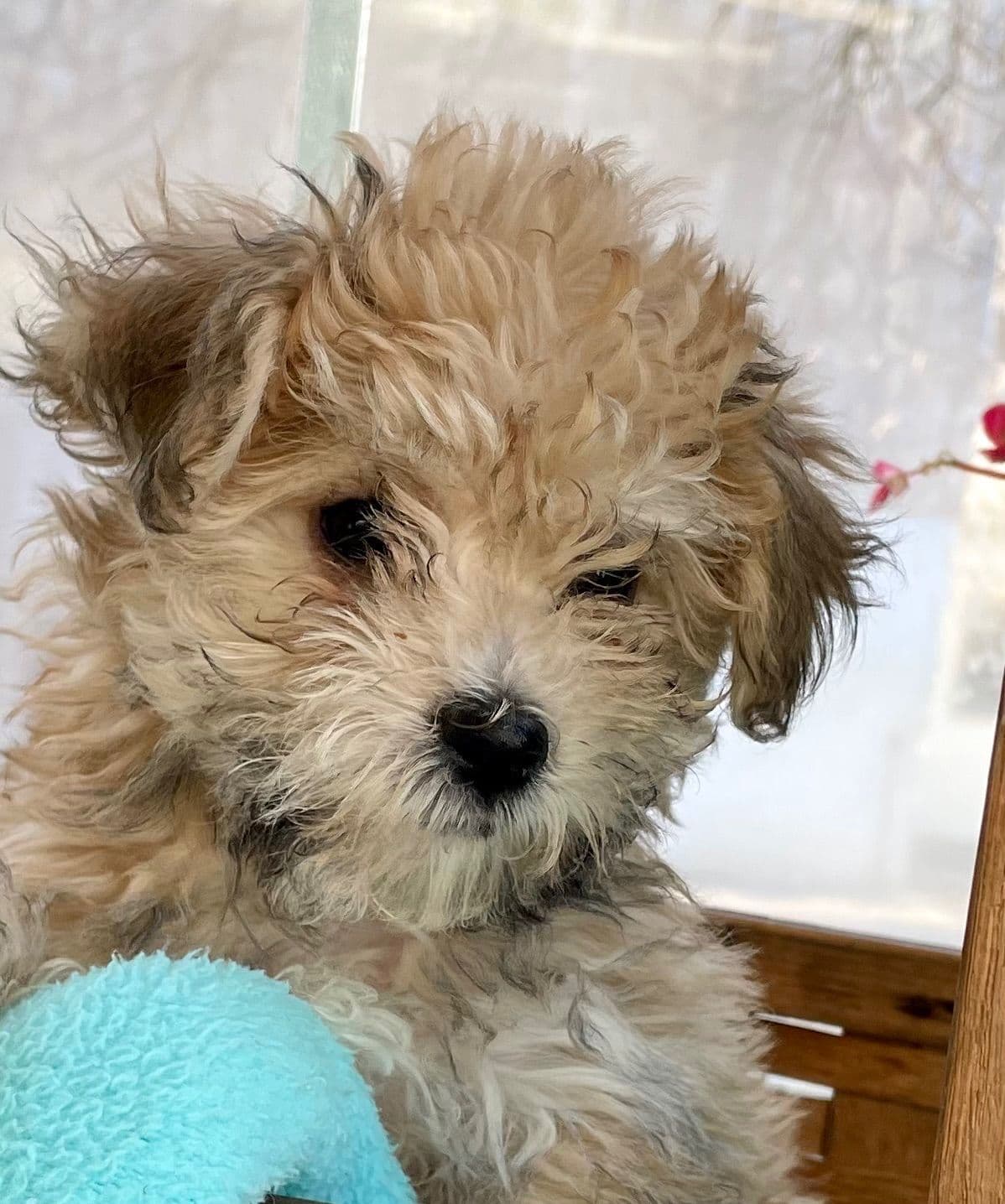 Beautiful❤️🐾Havanese Puppies🐾Call 717-824-1336 breeder image 42