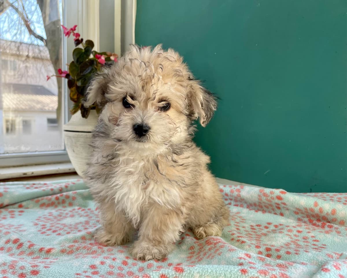 Beautiful❤️🐾Havanese Puppies🐾Call 717-824-1336 breeder image 43