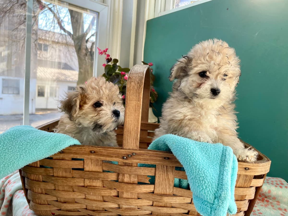 Beautiful❤️🐾Havanese Puppies🐾Call 717-824-1336 breeder image 45