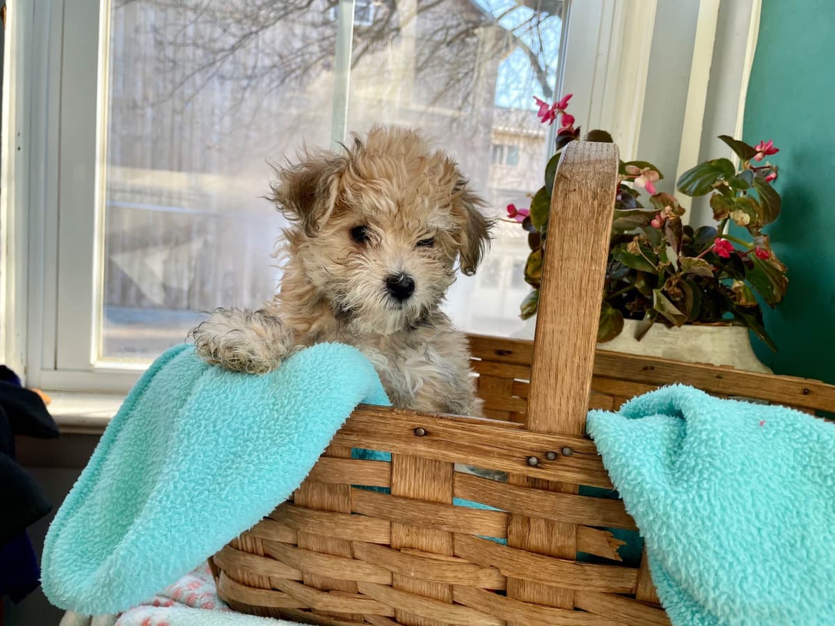 Beautiful❤️🐾Havanese Puppies🐾Call 717-824-1336 breeder image 44