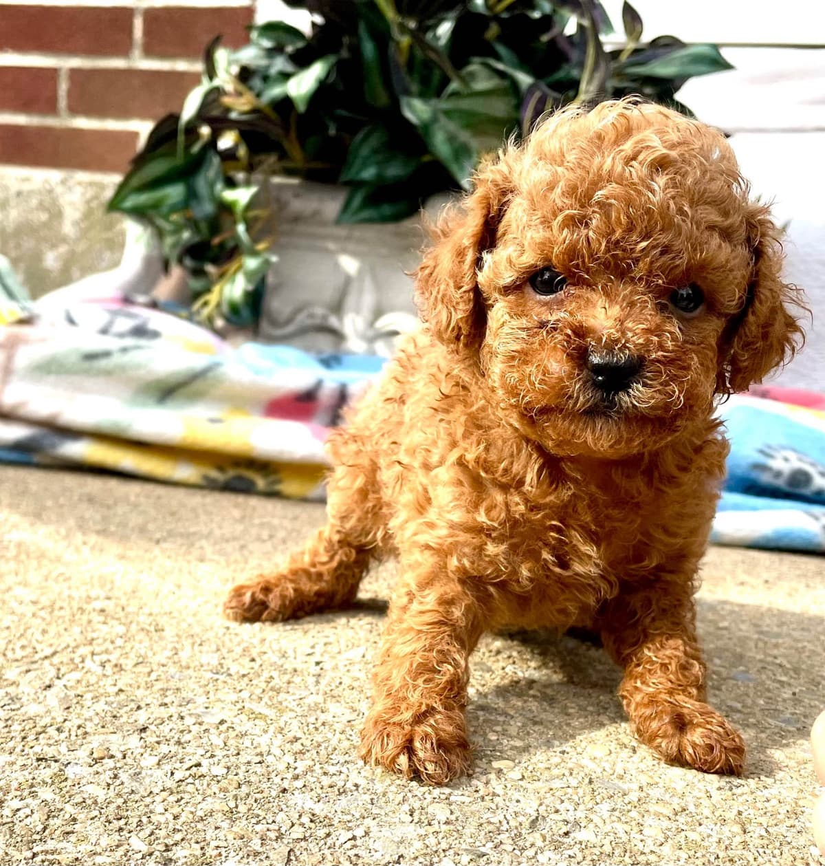 Beautiful❤️🐾Havanese Puppies🐾Call 717-824-1336 breeder image 48