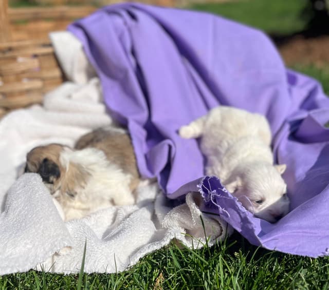 Beautiful❤️🐾Havanese Puppies🐾Call 717-824-1336 media 4