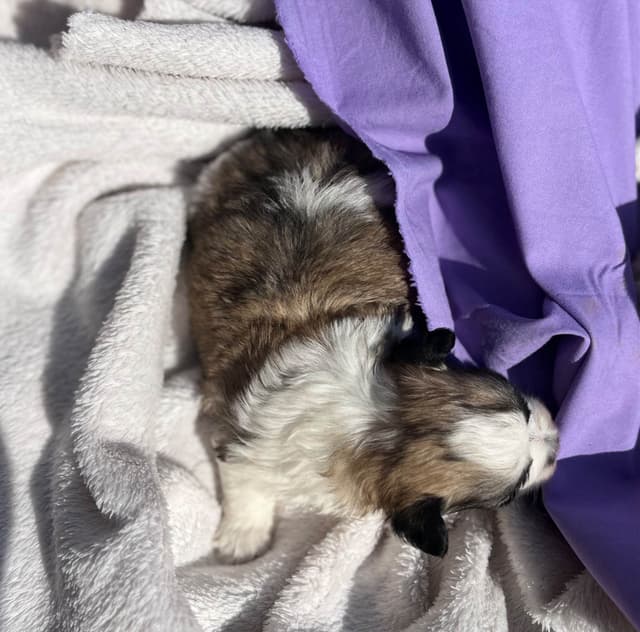 Beautiful❤️🐾Havanese Puppies🐾Call 717-824-1336 media 2