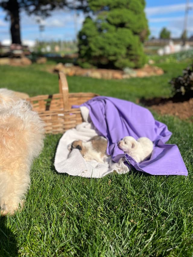 Beautiful❤️🐾Havanese Puppies🐾Call 717-824-1336 media 5