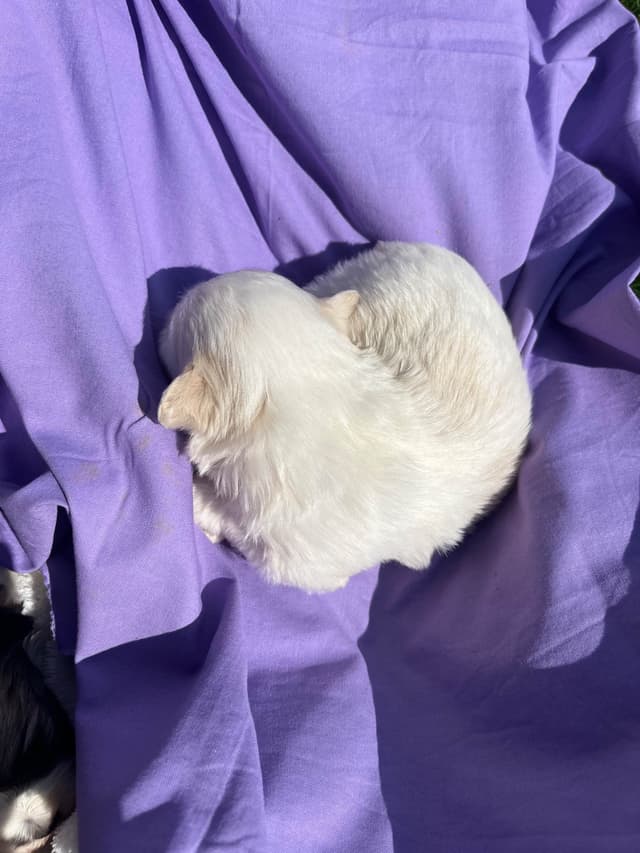 Beautiful❤️🐾Havanese Puppies🐾Call 717-824-1336 media 3