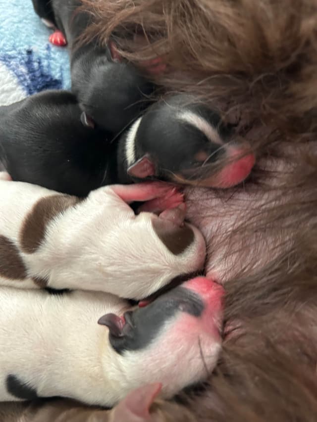 Yorkshire Terrier Puppies media 3