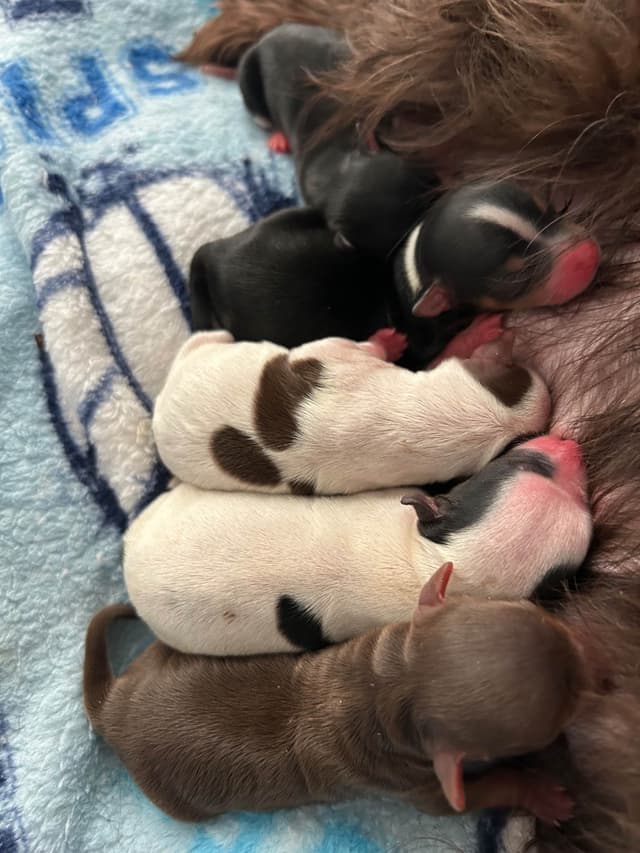 Yorkshire Terrier Puppies media 4