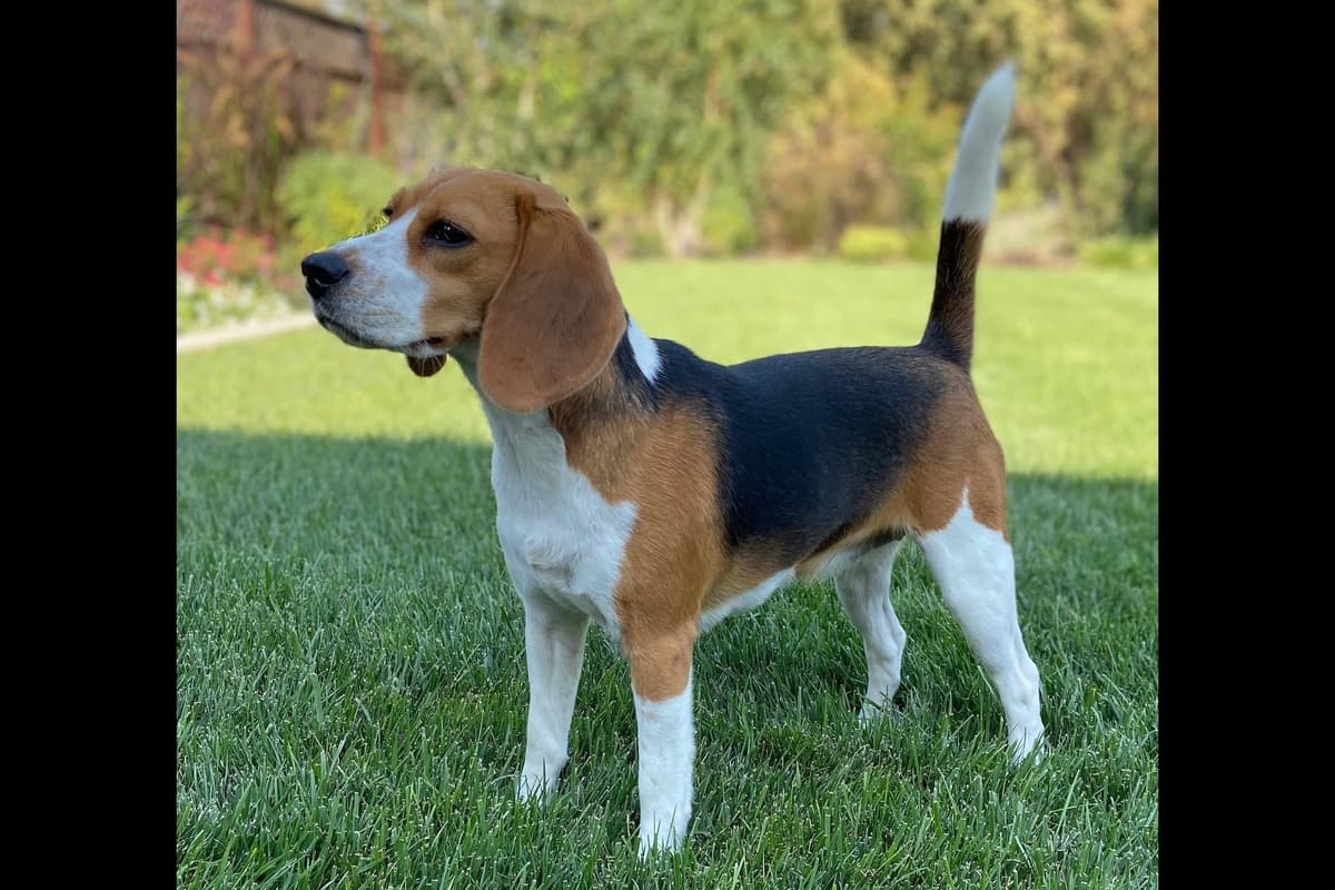 Beagle Puppies breeder image 5