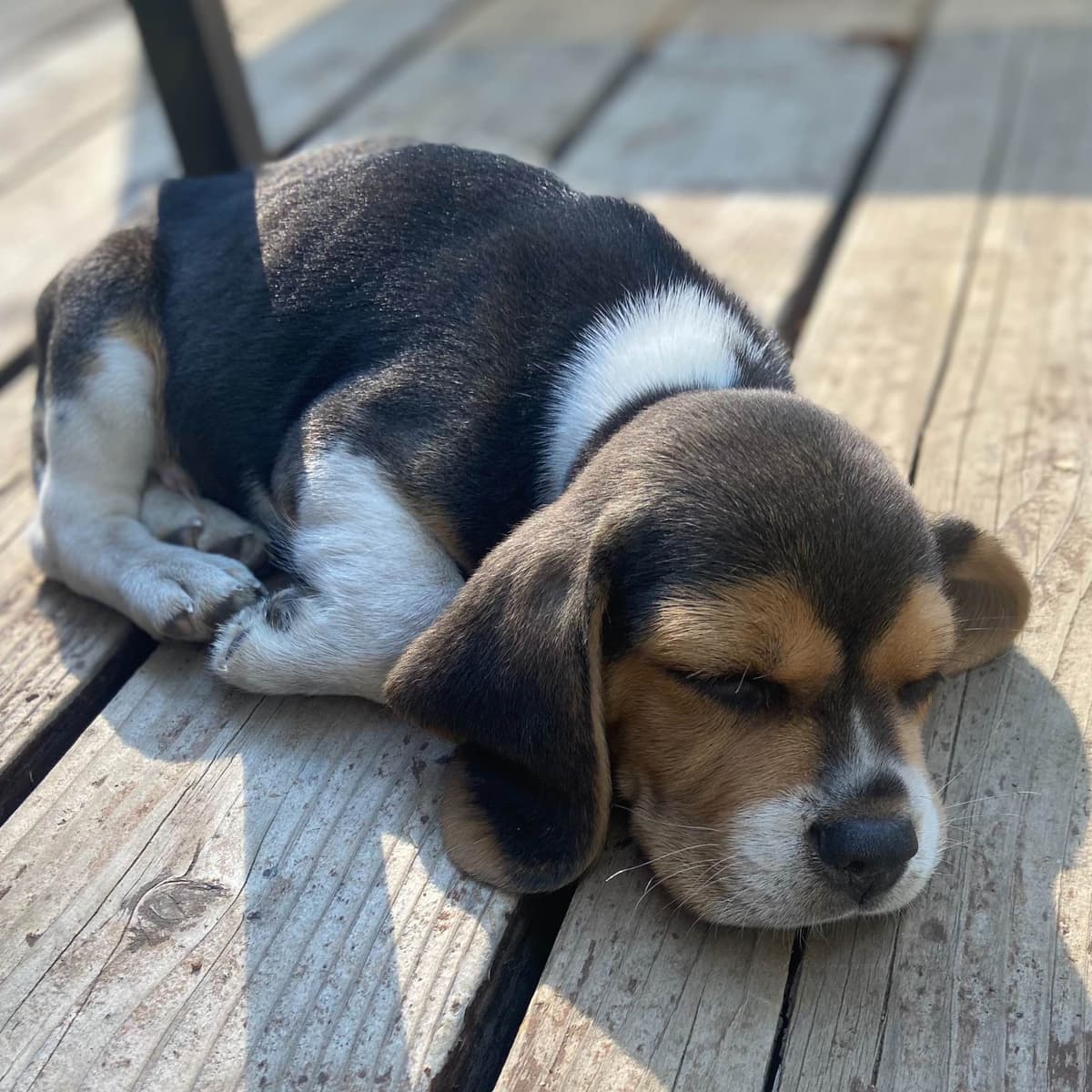 Beagle Puppies breeder image 4