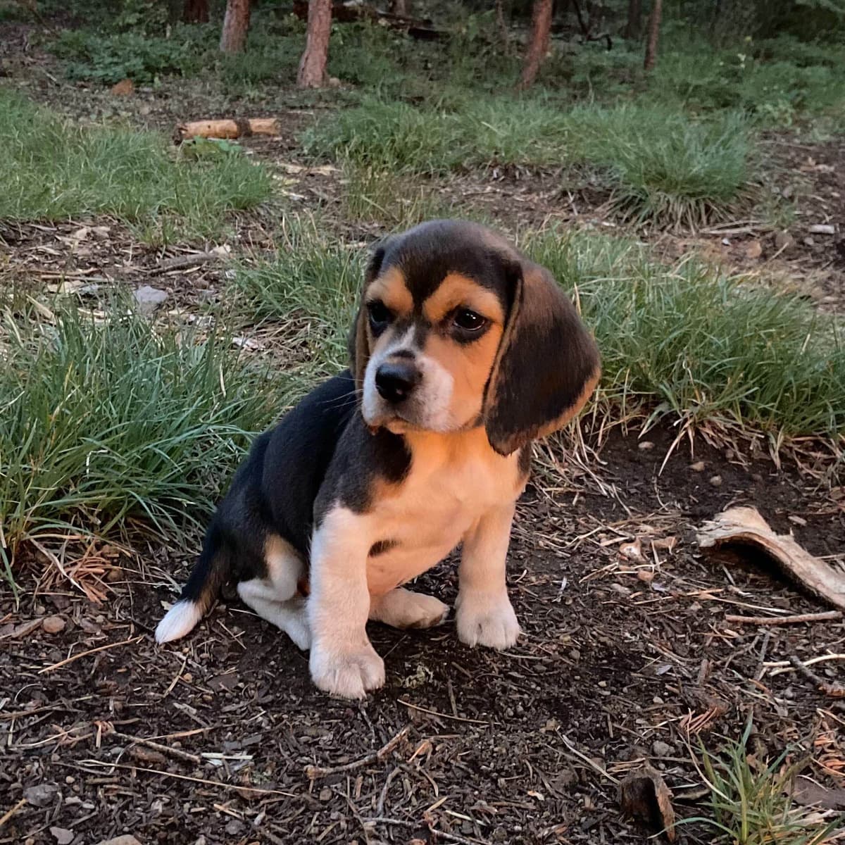 Beagle Puppies breeder image 1
