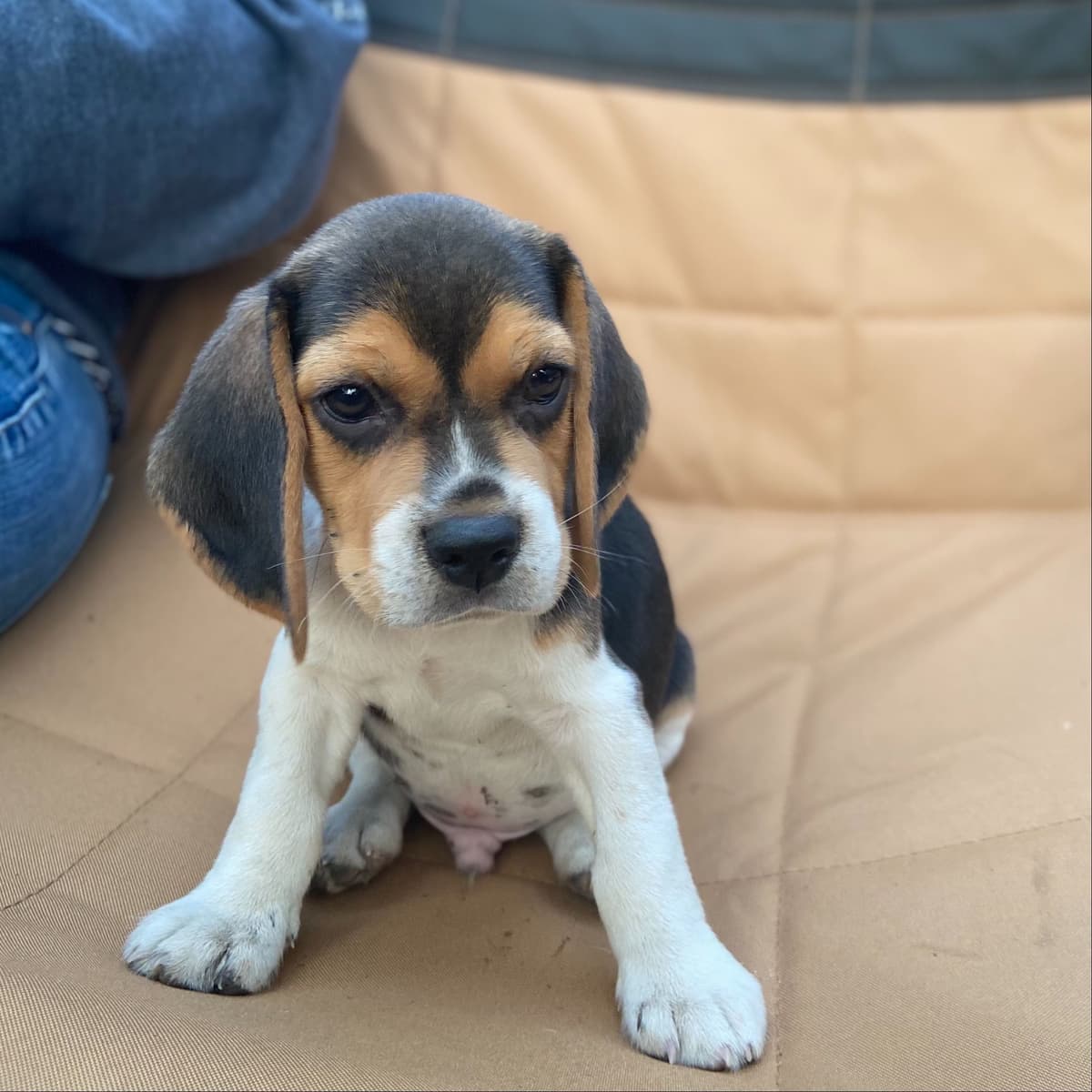 Beagle Puppies breeder image 2