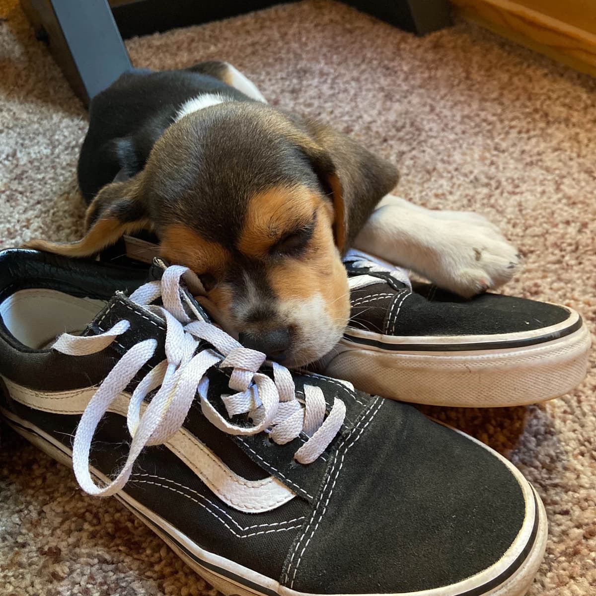 Beagle Puppies breeder image 3