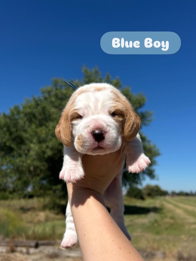 Beagle Puppies media 2