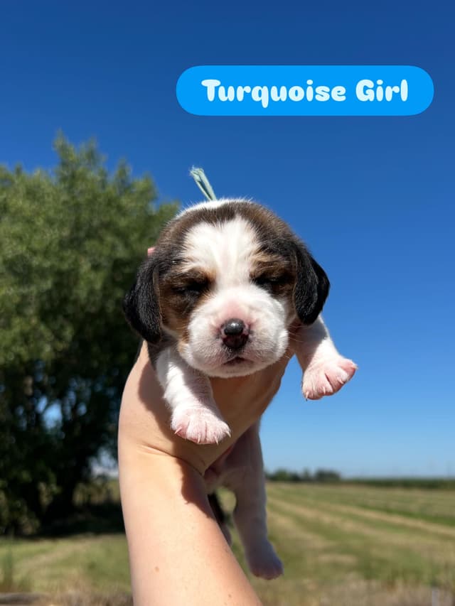 Beagle Puppies media 3