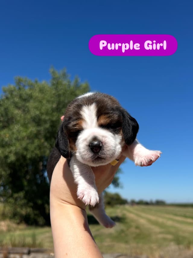 Beagle Puppies media 4