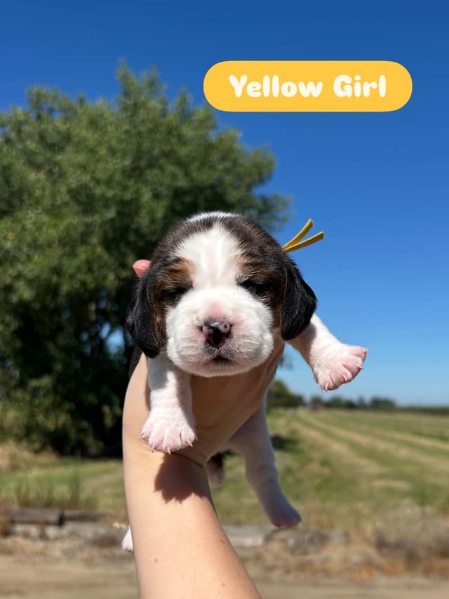 Beagle Puppies media 5