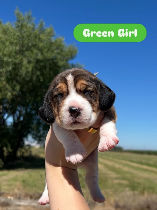 Beagle Puppies media 6