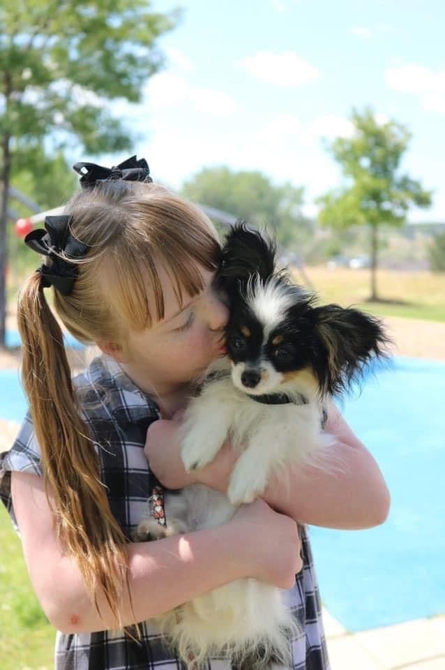 Papillon Puppies breeder image 1