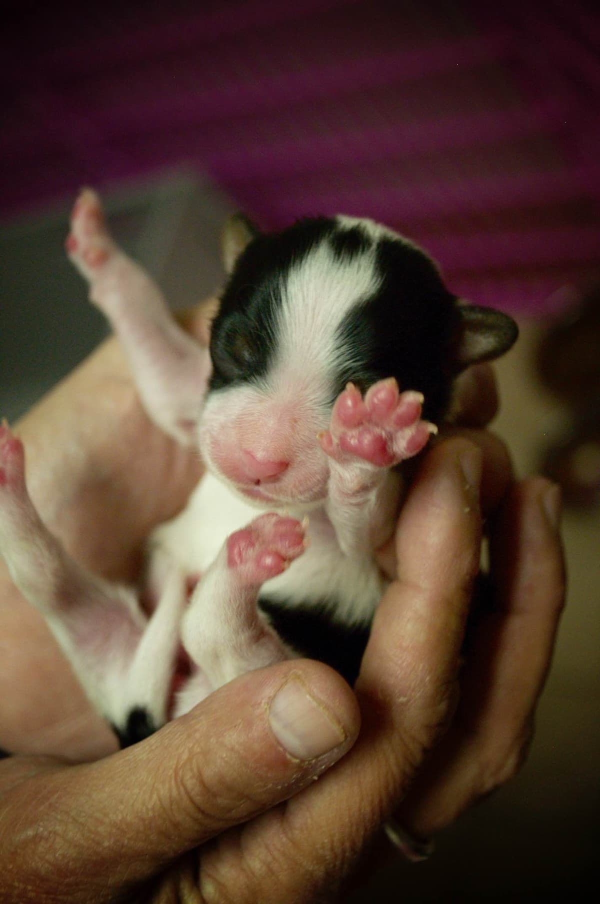 Papillon Puppies breeder image 2