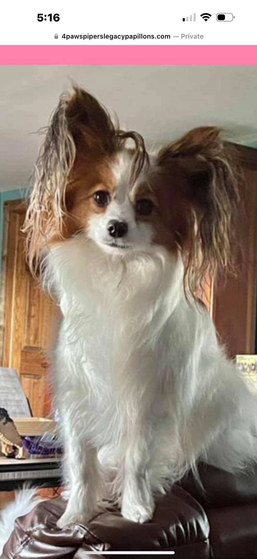 Papillon Puppies breeder image 5