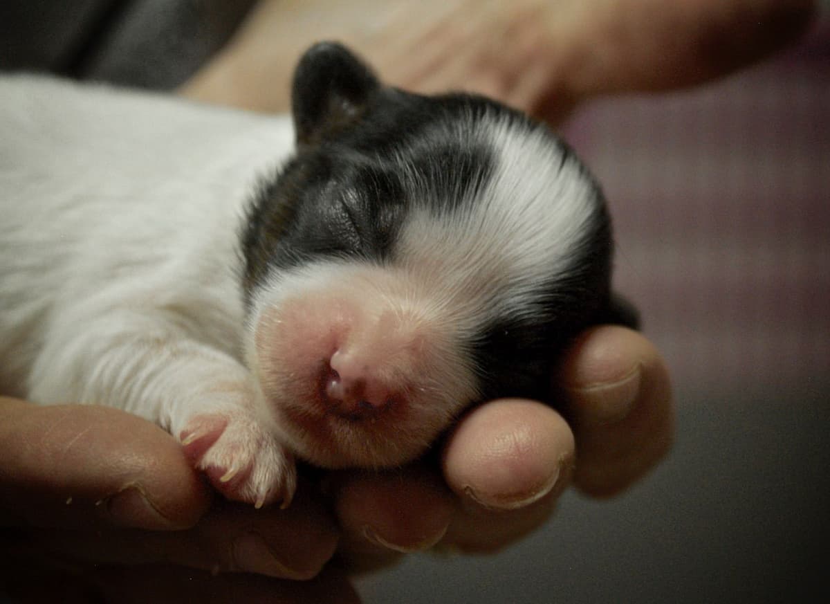 Papillon Puppies breeder image 6