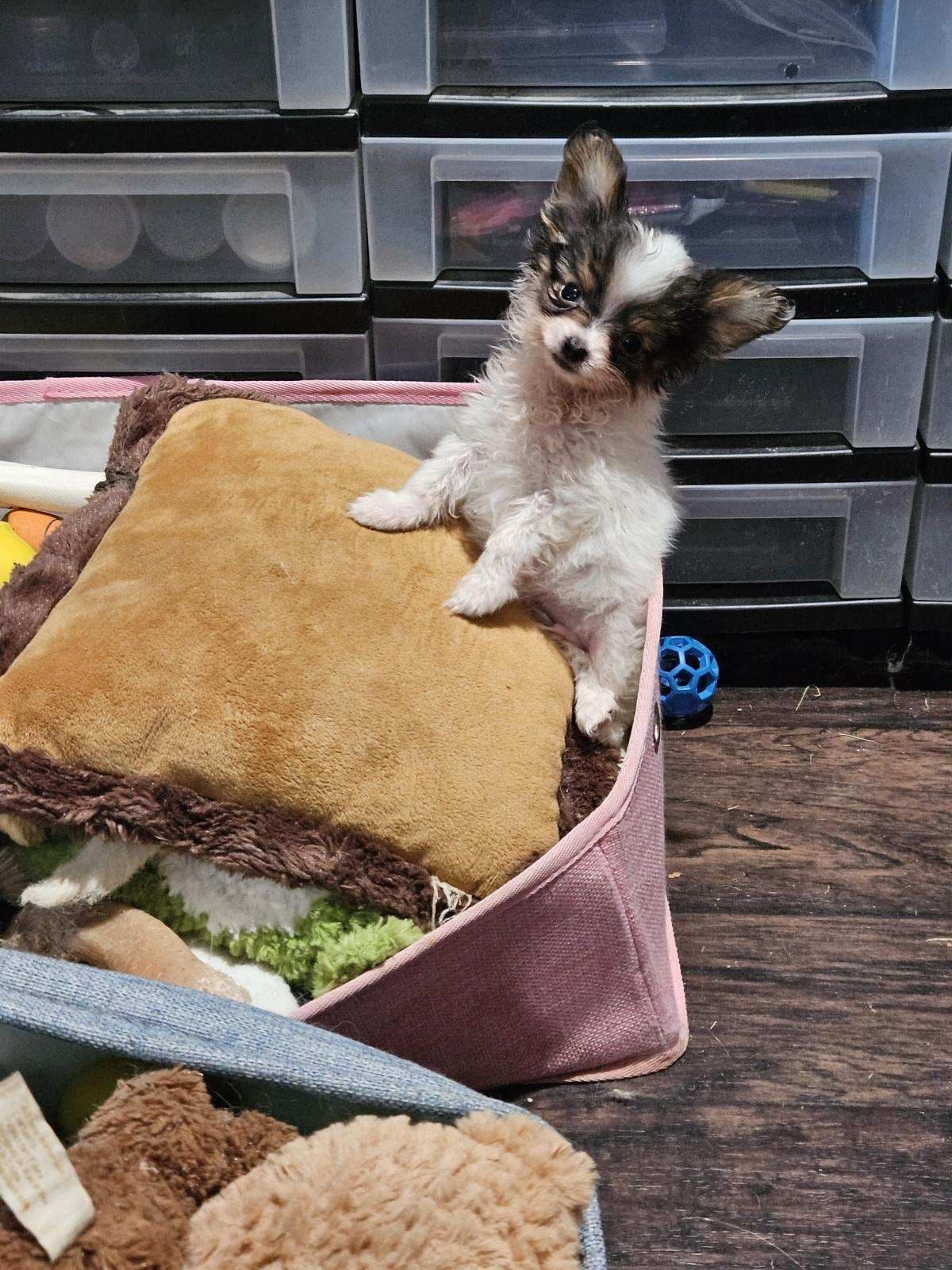 Papillon Puppies breeder image 7
