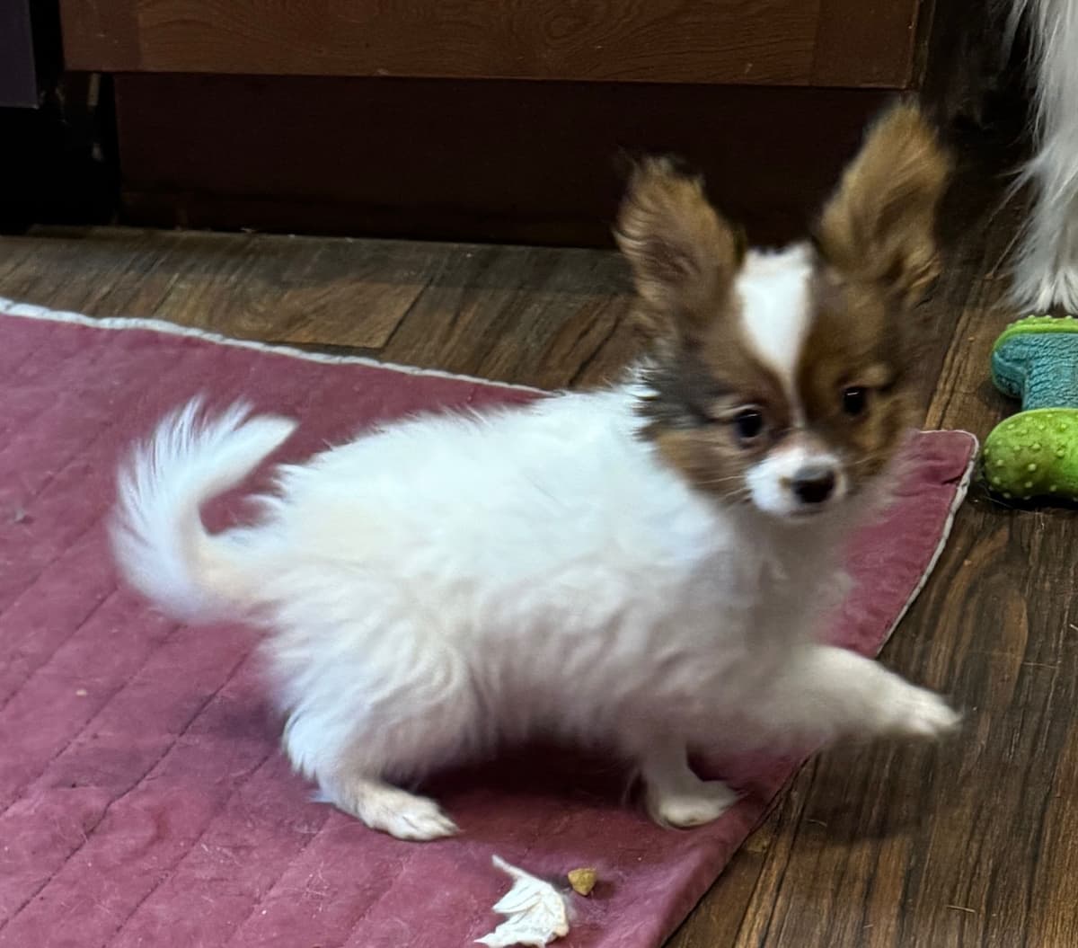 Papillon Puppies breeder image 10