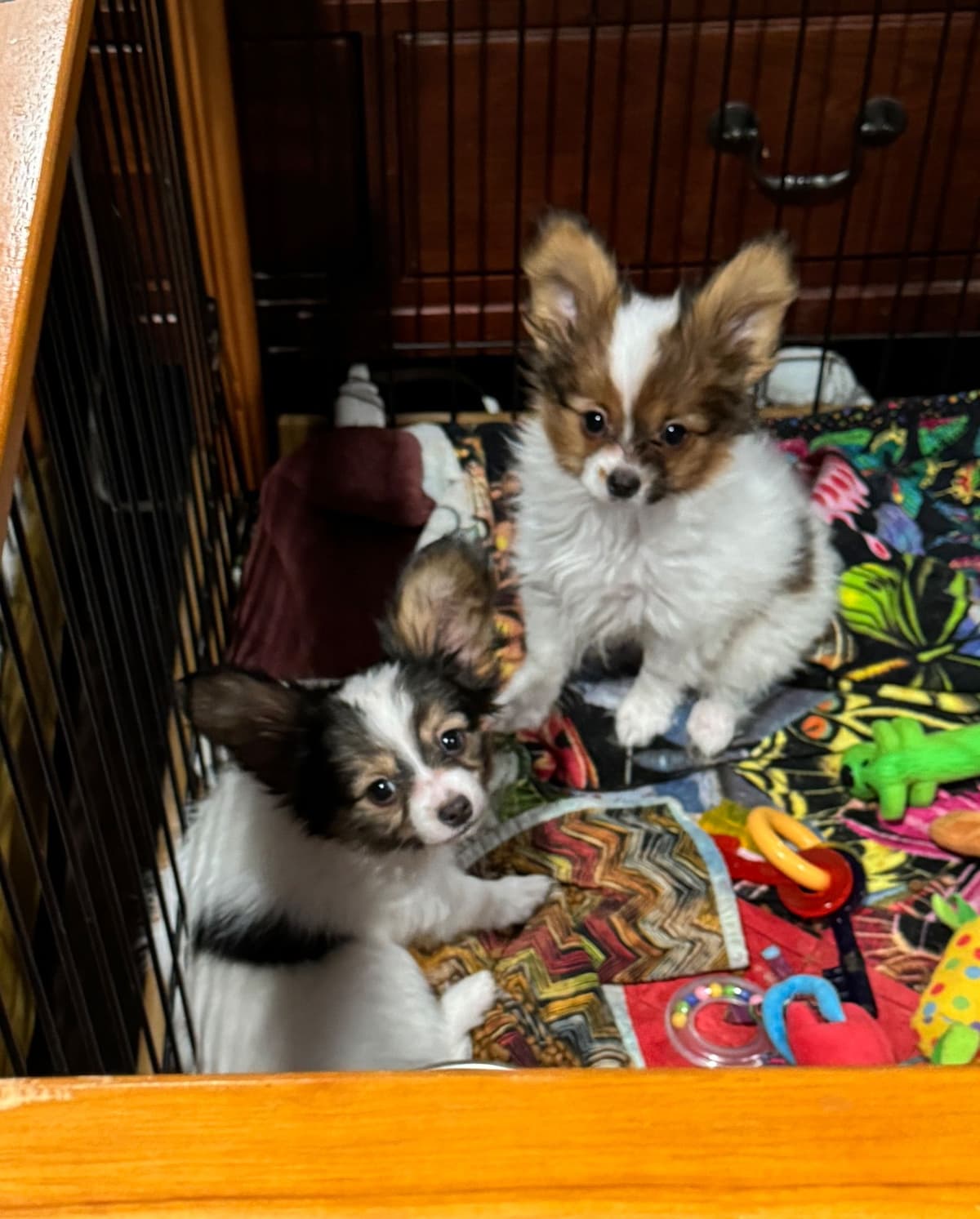 Papillon Puppies breeder image 9