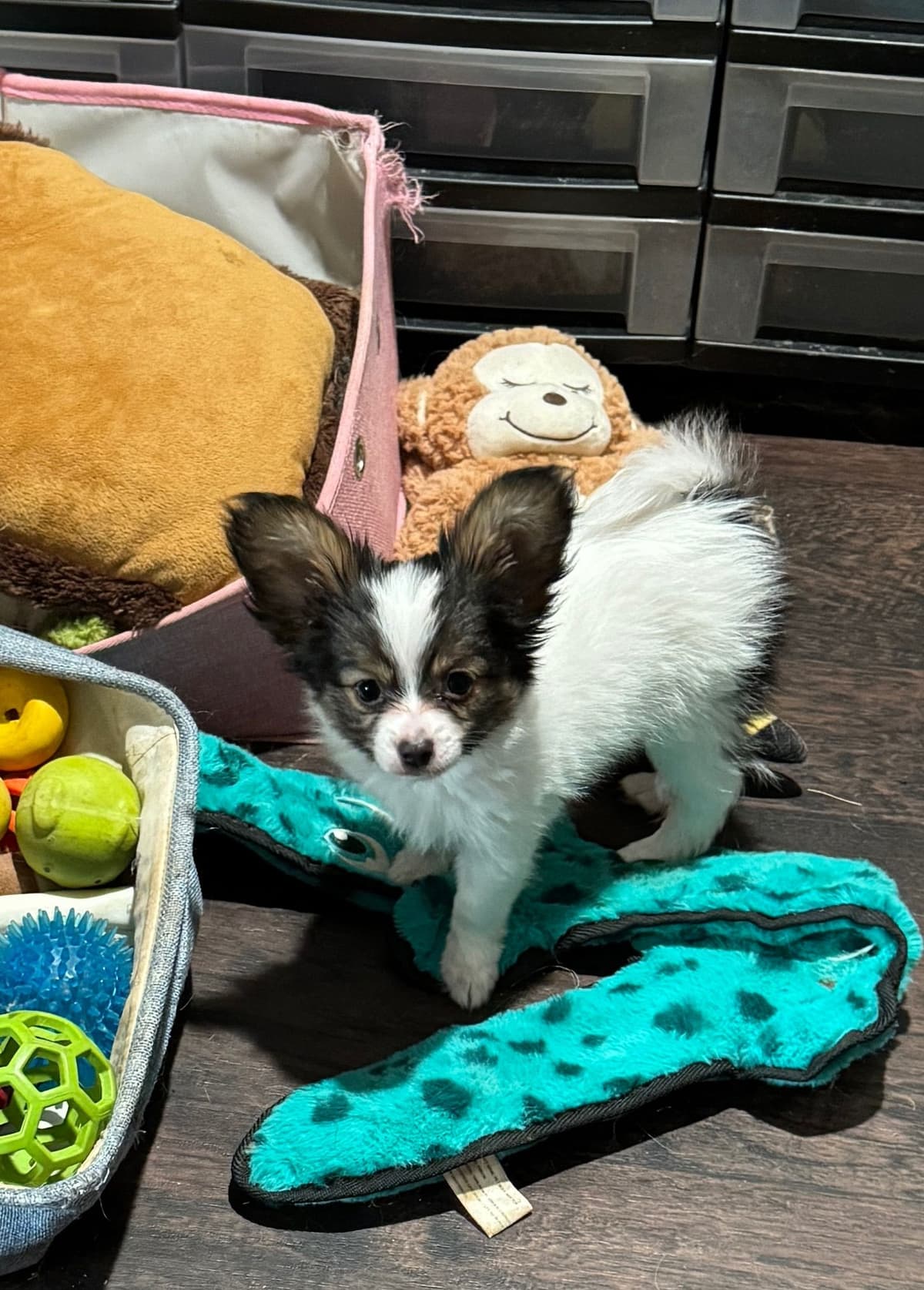 Papillon Puppies breeder image 8