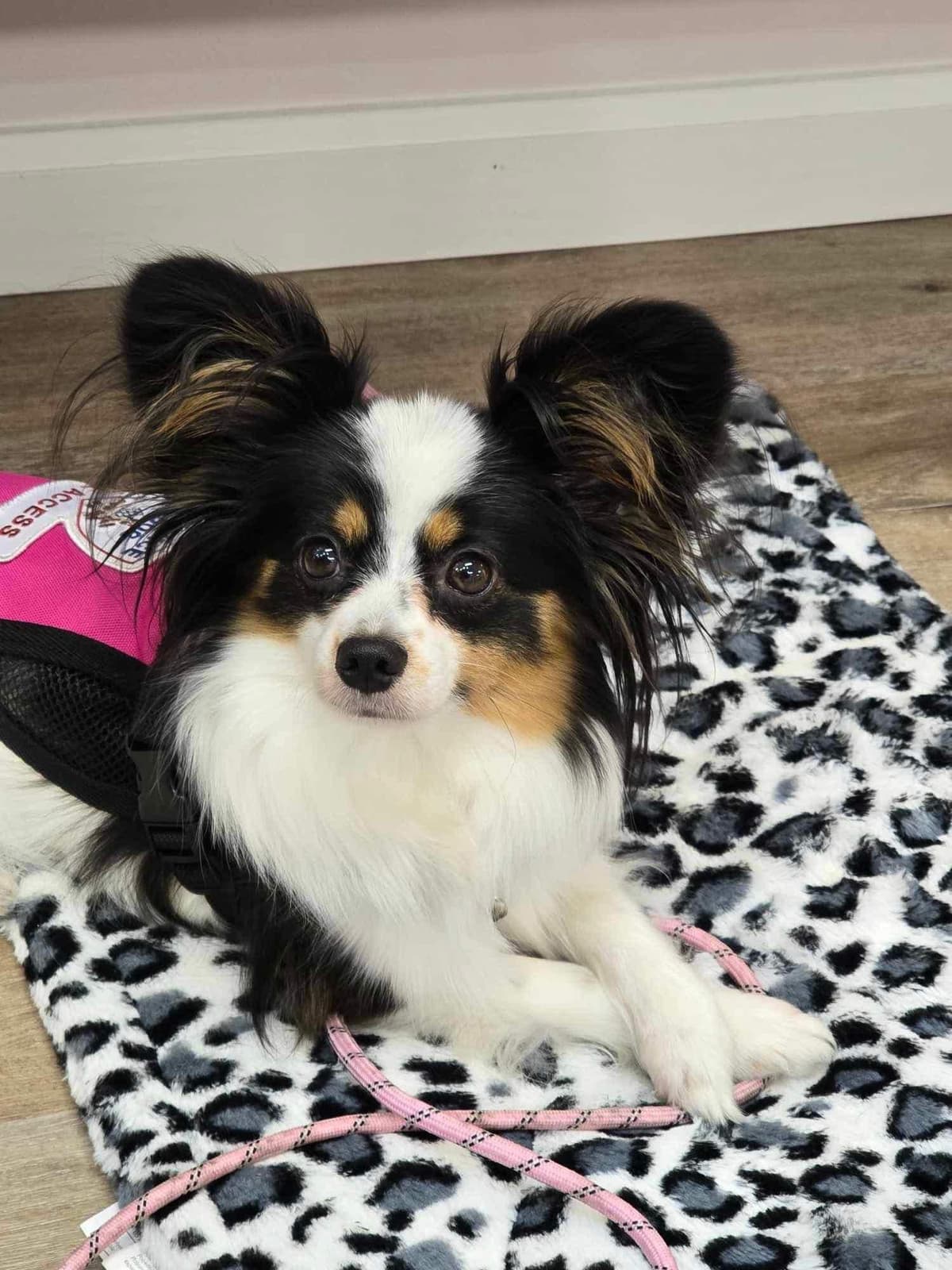 Papillon Puppies breeder image 11