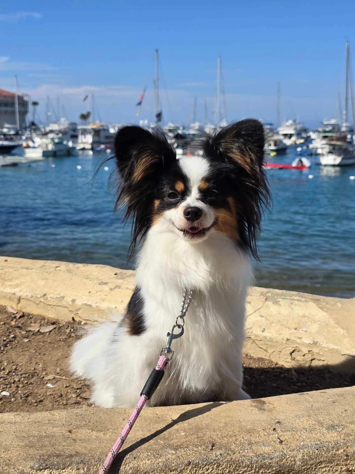 Papillon Puppies breeder image 13