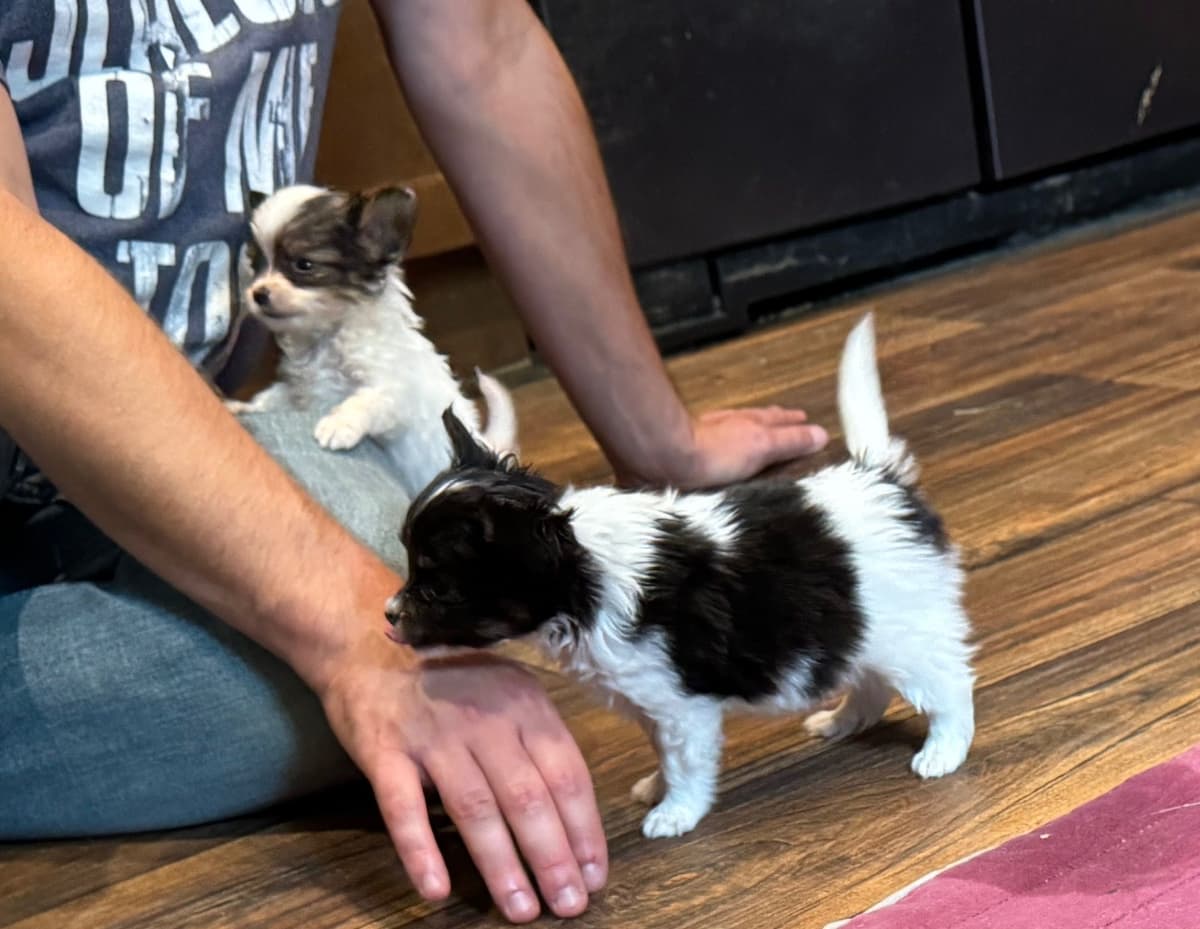 Papillon Puppies breeder image 14