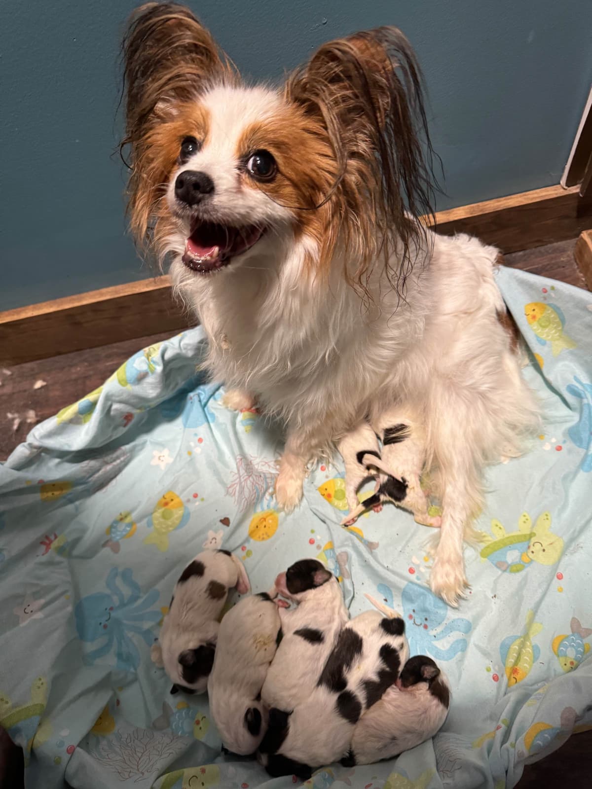 Papillon Puppies breeder image 20