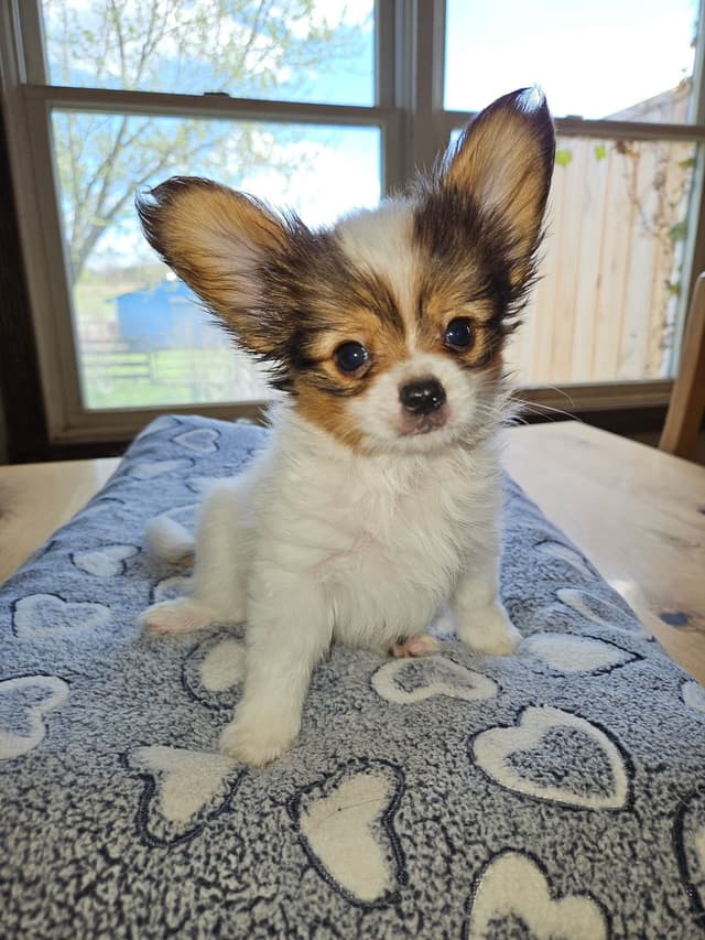 Papillon Puppies media 2