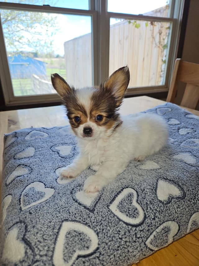 Papillon Puppies media 3