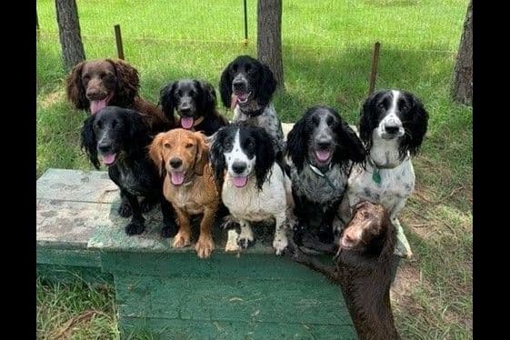 English Cocker Spaniel Puppies breeder image 1
