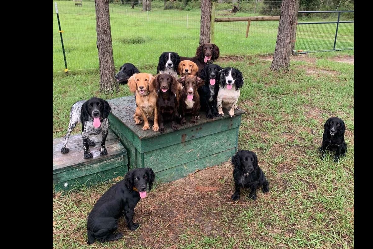 English Cocker Spaniel Puppies breeder image 2