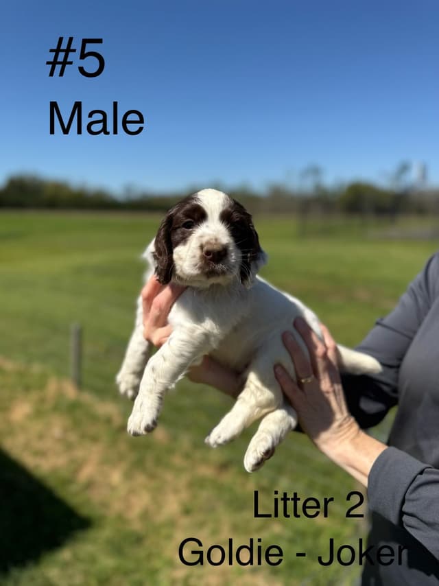 English Cocker Spaniel Puppies media 2