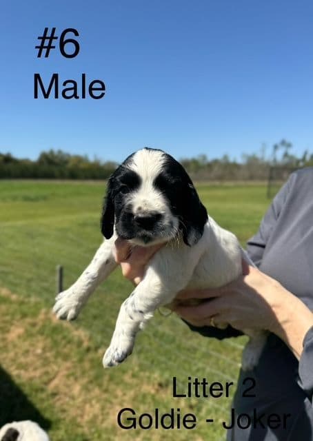 English Cocker Spaniel Puppies media 3