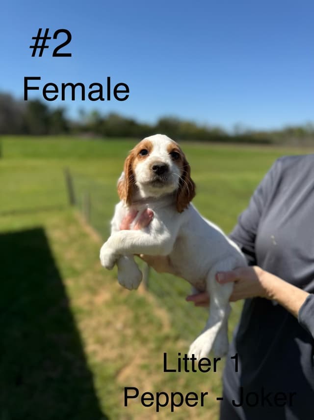English Cocker Spaniel Puppies media 2