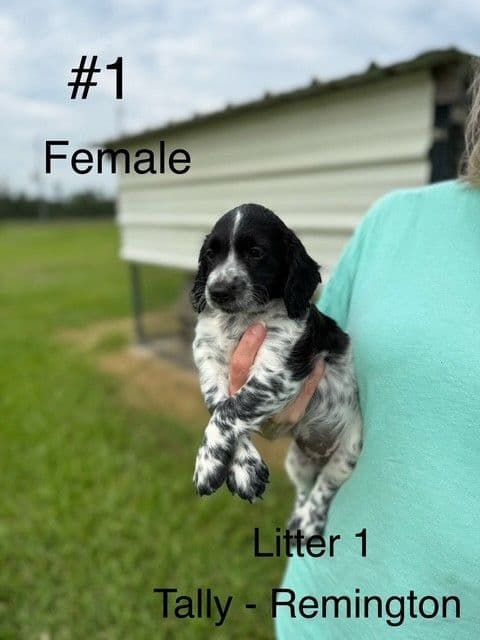English Cocker Spaniel Puppies media 2